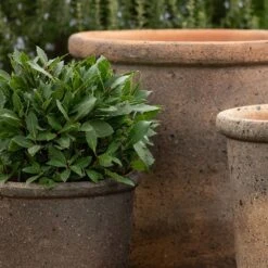 Terracotta Pot - Sandblasted -Plants Shop pr2000046311 card5 lg