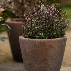 Tapered Terracotta Pot - Sandblasted -Plants Shop pr2000046314 card3 lg
