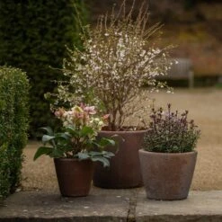 Tapered Terracotta Pot - Sandblasted -Plants Shop pr2000046314 card4 lg