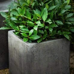 Cement Cube Pot - Waxed -Plants Shop pr2000046317 card4 lg