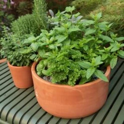 Terracotta Herb Bowl - Small -Plants Shop pr2000046526 card4 lg