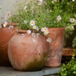 Terracotta Erigeron Pot - Large 9 Terracotta Erigeron Pot - Large -Plants Shop pr2000046528 card5 lg