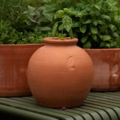 Terracotta Erigeron Pot - Small 6 Terracotta Erigeron Pot - Small -Plants Shop pr2000046529 card3 lg