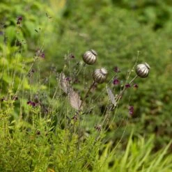 Poppy Seed Head Stake - Large Seed Head -Plants Shop pr2000046971 card10 lg