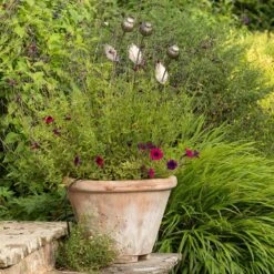 Poppy Seed Head Stake - Large Seed Head -Plants Shop pr2000046971 card3 lg