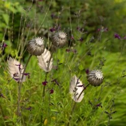 Poppy Seed Head Stake - Large Seed Head -Plants Shop pr2000046971 card4 lg