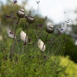 Poppy Seed Head Stake - Large Seed Head -Plants Shop pr2000046971 card5 lg