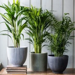 Ribbed Terracotta Plant Pot - Light Grey -Plants Shop pr2000047914 card3 lg