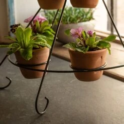 Tiered Plant Theatre - 6 Pots -Plants Shop pr2000048005 card6 lg