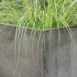 Square Terrace Planter - Weathered Cement -Plants Shop pr2000048722 card5 lg