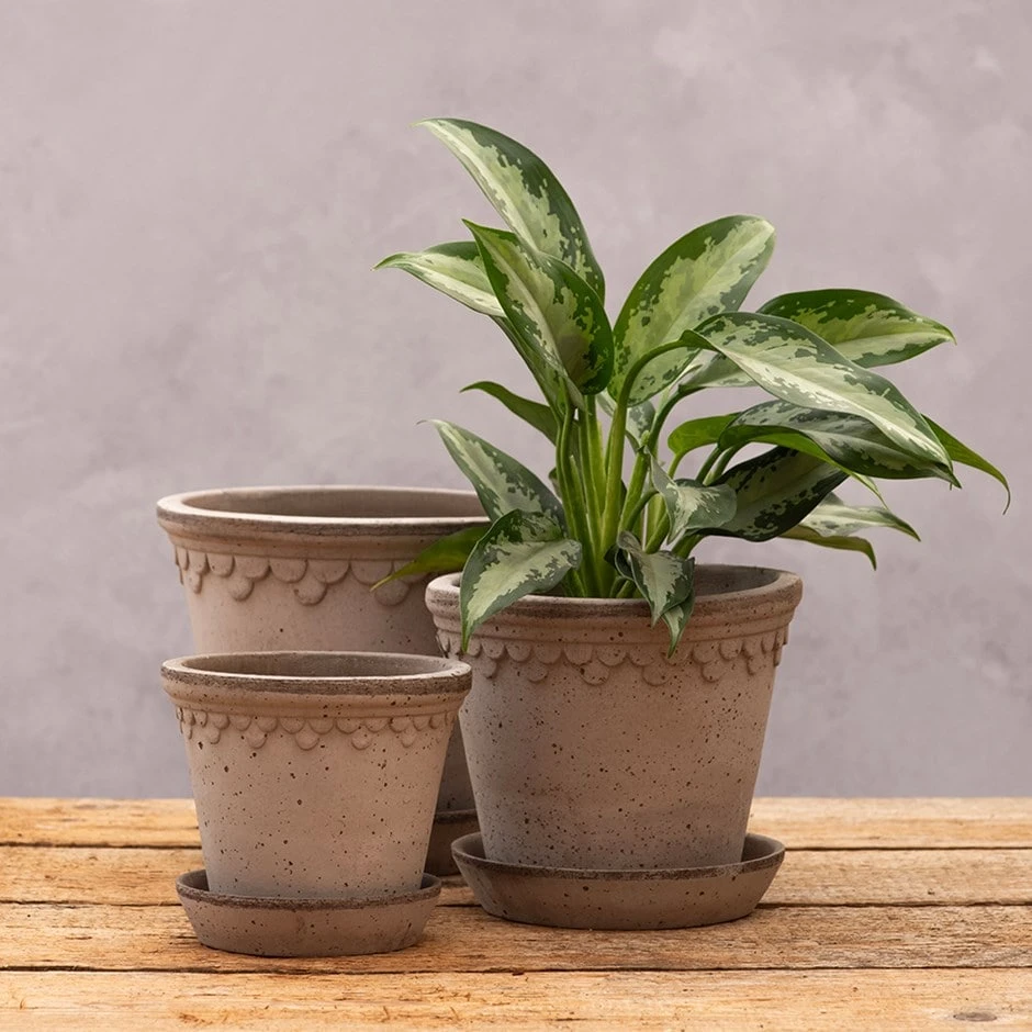 Scalloped Tapered Plant Pot With Saucer - Grey Terracotta 1 Scalloped Tapered Plant Pot With Saucer - Grey Terracotta
