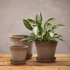 Scalloped Tapered Plant Pot With Saucer - Grey Terracotta 6 Scalloped Tapered Plant Pot With Saucer - Grey Terracotta -Plants Shop pr2000049049 card3 lg