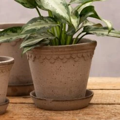 Scalloped Tapered Plant Pot With Saucer - Grey Terracotta 7 Scalloped Tapered Plant Pot With Saucer - Grey Terracotta -Plants Shop pr2000049049 card4 lg