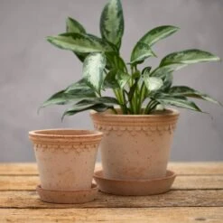 Scalloped Tapered Plant Pot With Saucer - Terracotta -Plants Shop pr2000049052 card3 lg