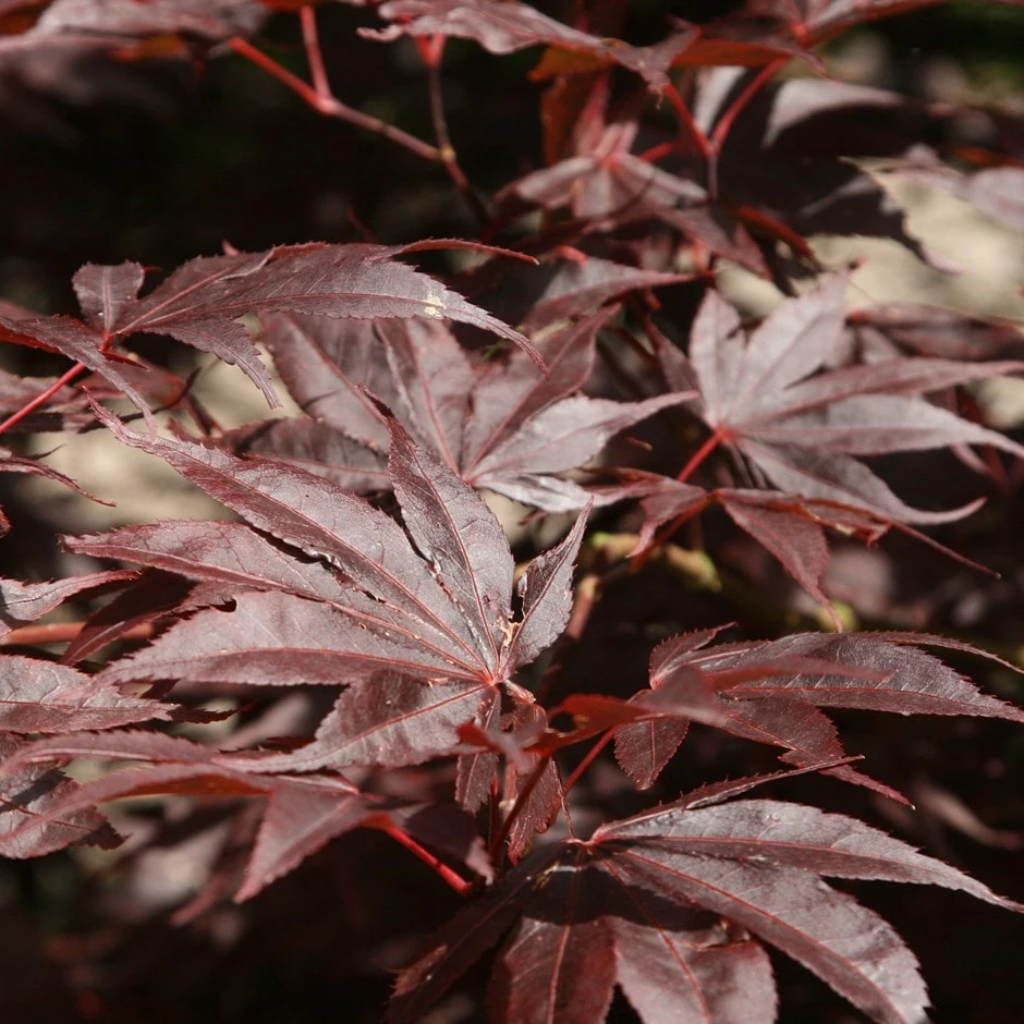 Acer Palmatum 'Bloodgood' 1 Acer Palmatum 'Bloodgood'