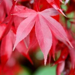 Acer Palmatum 'Bloodgood' 6 Acer Palmatum 'Bloodgood' -Plants Shop tr0000000081 card3 lg