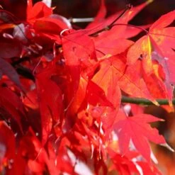 Acer Palmatum 'Bloodgood' 7 Acer Palmatum 'Bloodgood' -Plants Shop tr0000000081 card4 lg