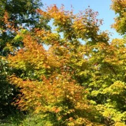 Acer Palmatum 'Sango-kaku' 10 Acer Palmatum 'Sango-kaku' -Plants Shop tr0000000110 card4 lg