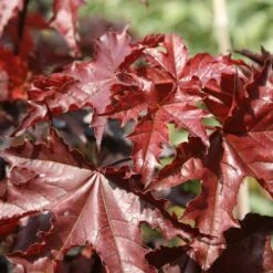 Acer Platanoides 'Crimson King' -Plants Shop tr0000000124 card3 lg