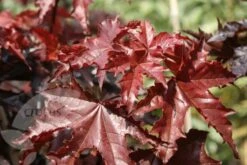 Acer Platanoides 'Crimson King' -Plants Shop tr0000000124 card4 lg