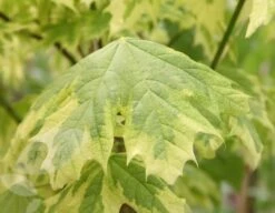 Acer Platanoides 'Drummondii' 5 Acer Platanoides 'Drummondii' -Plants Shop tr0000000127 card3 lg