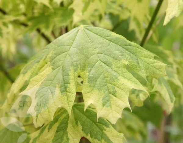 Acer Platanoides 'Drummondii' 3 Acer Platanoides 'Drummondii' - Image 3