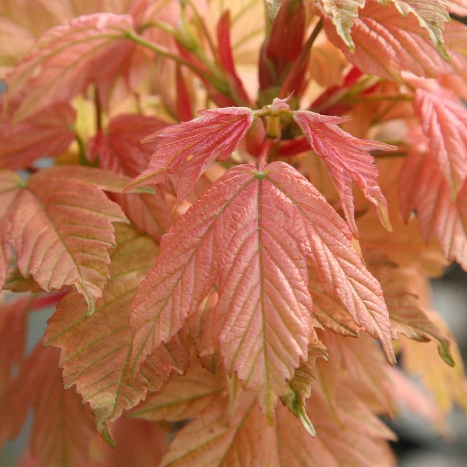 Acer Pseudoplatanus 'Brilliantissimum' 1 Acer Pseudoplatanus 'Brilliantissimum'