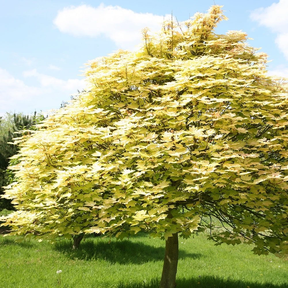Acer Pseudoplatanus 'Brilliantissimum' 2 Acer Pseudoplatanus 'Brilliantissimum' - Image 2