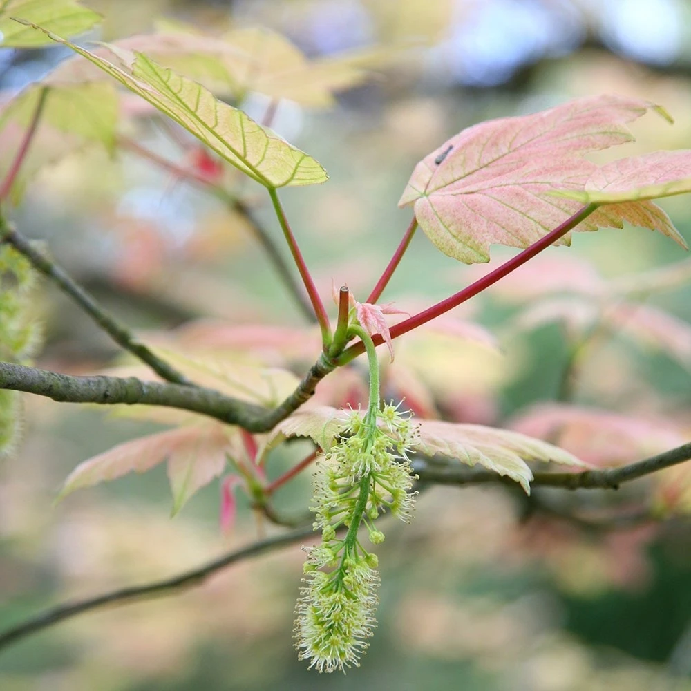 Acer Pseudoplatanus 'Brilliantissimum' 4 Acer Pseudoplatanus 'Brilliantissimum' - Image 4