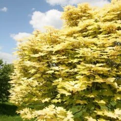 Acer Pseudoplatanus 'Brilliantissimum' 9 Acer Pseudoplatanus 'Brilliantissimum' -Plants Shop tr0000000138 card5 lg