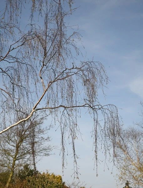 Betula Pendula 3 Betula Pendula - Image 3