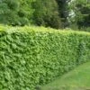 Carpinus Betulus - Hornbeam Hedging