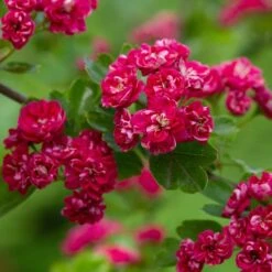 Crataegus Laevigata 'Paul's Scarlet'