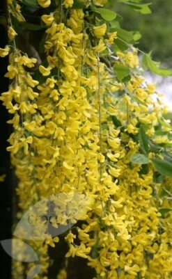 Laburnum × Watereri 'Vossii' 7 Laburnum × Watereri 'Vossii' -Plants Shop tr0000004043 card4 lg
