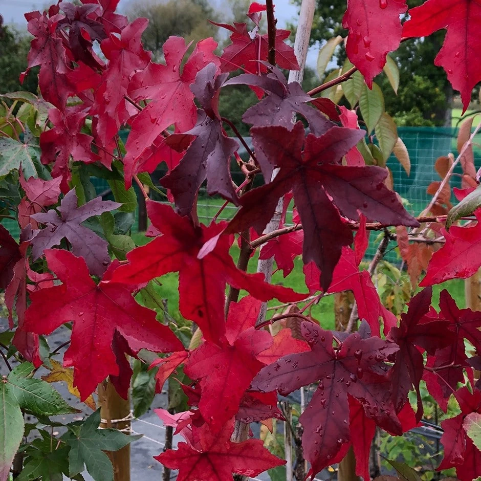 Liquidambar Styraciflua 'Worplesdon' 1 Liquidambar Styraciflua 'Worplesdon'