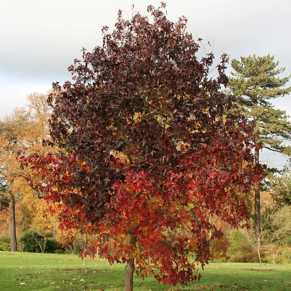 Liquidambar Styraciflua 'Worplesdon' 2 Liquidambar Styraciflua 'Worplesdon' - Image 2