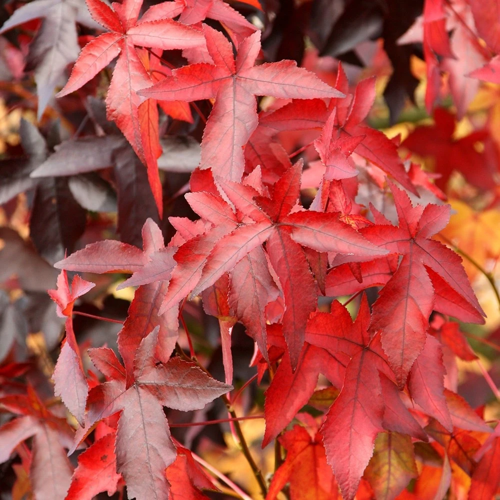 Liquidambar Styraciflua 'Worplesdon' 3 Liquidambar Styraciflua 'Worplesdon' - Image 3