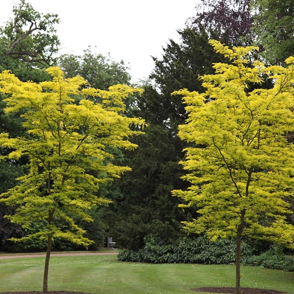 Gleditsia Triacanthos F. Inermis 'Sunburst' 1 Gleditsia Triacanthos F. Inermis 'Sunburst'