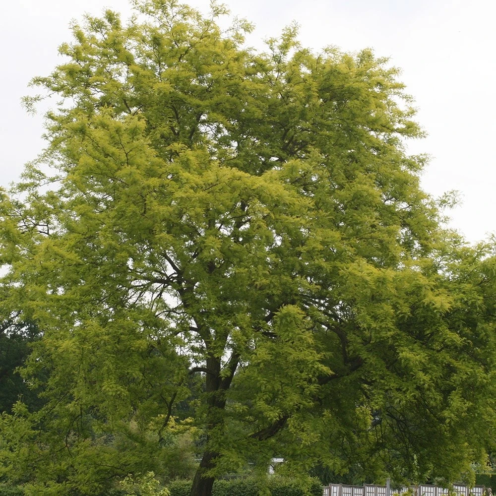 Gleditsia Triacanthos F. Inermis 'Sunburst' 2 Gleditsia Triacanthos F. Inermis 'Sunburst' - Image 2