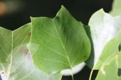 Liriodendron Tulipifera -Plants Shop tr0000004577 card4 lg