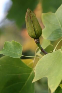Liriodendron Tulipifera -Plants Shop tr0000004577 card5 lg