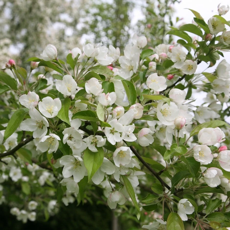 Malus 'Evereste' 1 Malus 'Evereste'