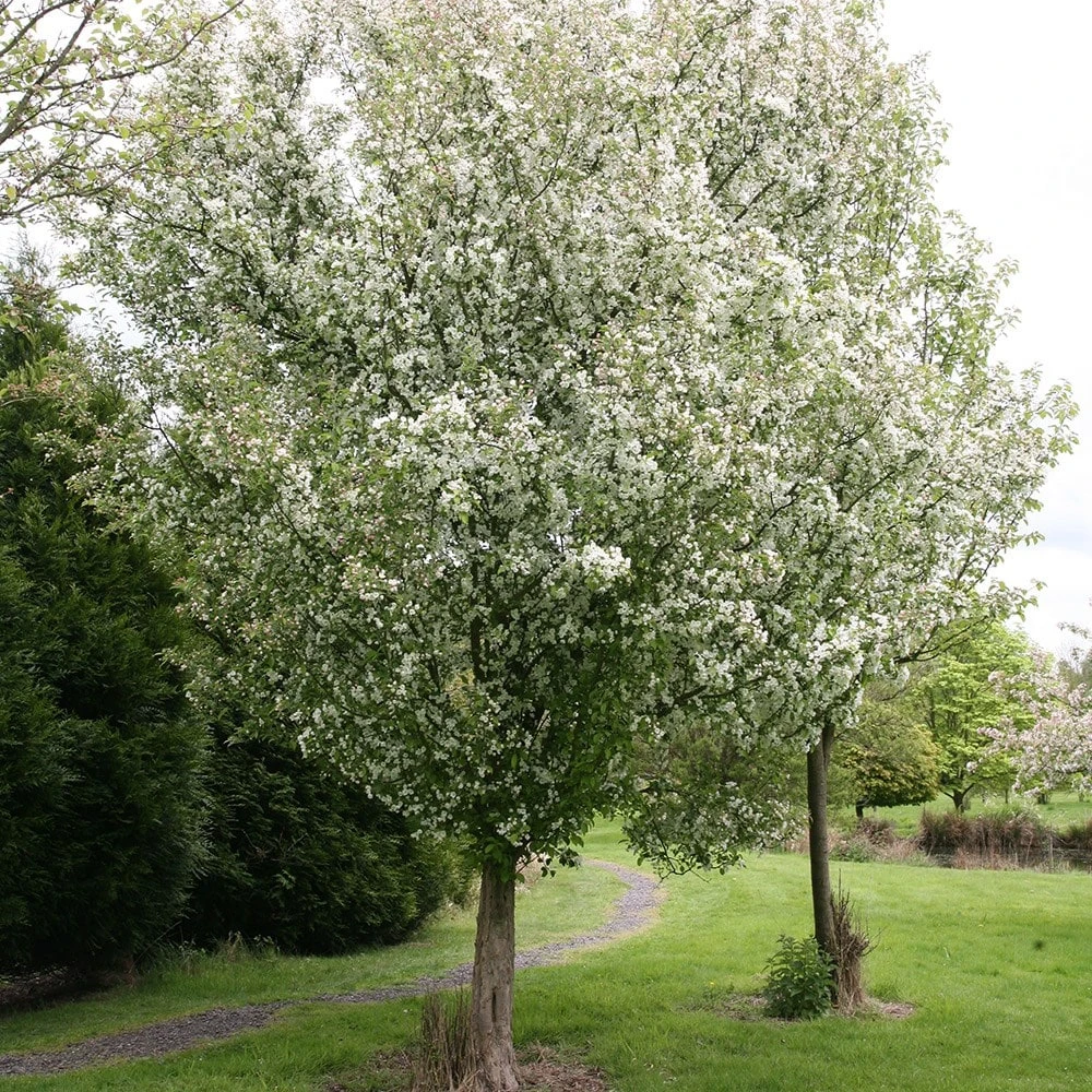 Malus 'Evereste' 2 Malus 'Evereste' - Image 2