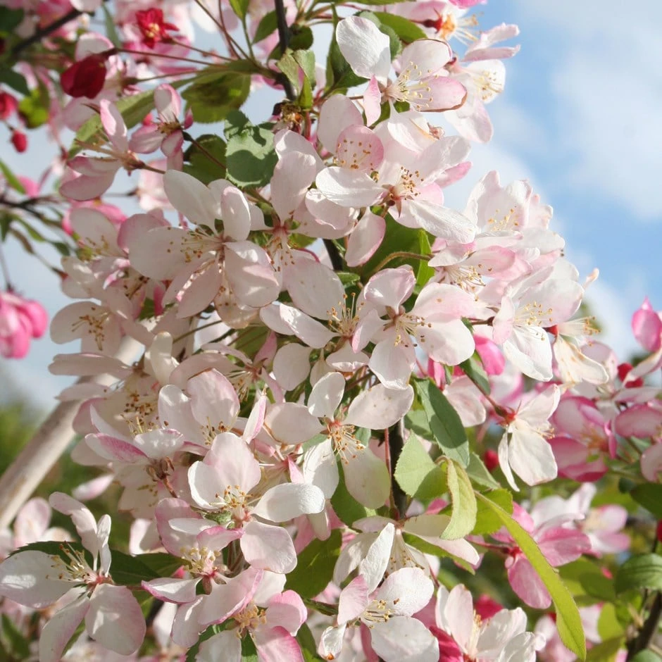 Malus × Floribunda 1 Malus × Floribunda