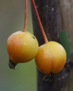 Malus × Floribunda 5 Malus × Floribunda -Plants Shop tr0000004584 card3 lg