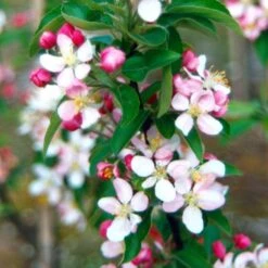 Malus × Zumi 'Golden Hornet' 5 Malus × Zumi 'Golden Hornet' -Plants Shop tr0000004585 card3 lg