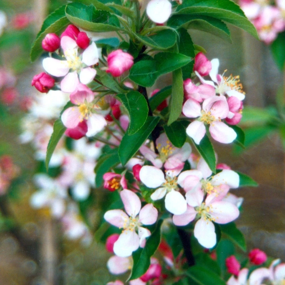 Malus × Zumi 'Golden Hornet' 3 Malus × Zumi 'Golden Hornet' - Image 3