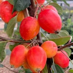 Malus 'John Downie'