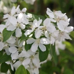 Malus 'John Downie' 5 Malus 'John Downie' -Plants Shop tr0000004588 card3 lg
