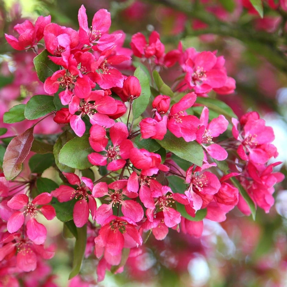 Malus × Moerlandsii 'Profusion Improved' 1 Malus × Moerlandsii 'Profusion Improved'